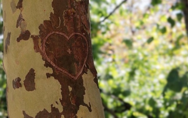  El árbol del amor